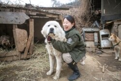 国际人道协会韩国办事处《终结狗肉交易运动》经理金娜拉（Nara Kim）(照片提供:金娜拉)