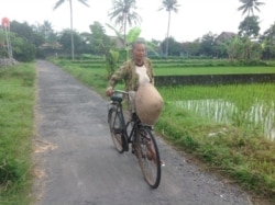 Seorang perempuan lanjut usia yang masih aktif bekerja di sawah. (Foto: VOA/ Nurhadi)