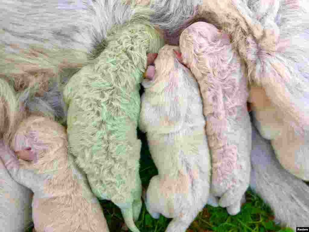 Pistachio, a puppy who was born with green fur, is seen on the day he was born on a farm on the island of Sardinia, in Pattada, Italy. (Cristian Mallocci/Handout)