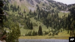 This undated photo provided by the U.S. Forest Service shows yellow-cedar trees growing along Sheep Lake east of the Cascade crest in Washington State.