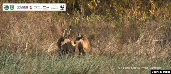 A red muntjac. (World Wildlife Fund)