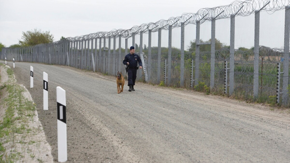 dog border fence
