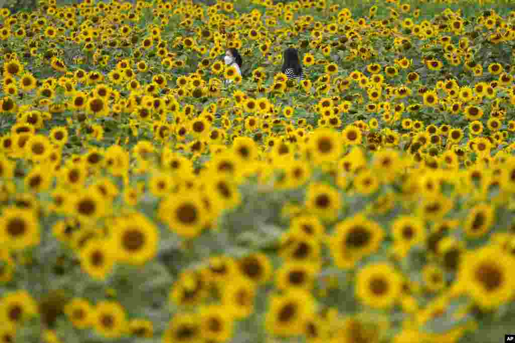 Visitors walk through a sunflower field during the lunch break in Paju, South Korea.