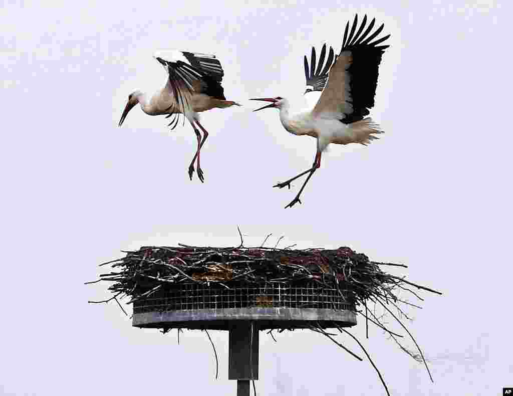 A stork chases away another stork from its nest in Biebesheim, south of Frankfurt, Germany.