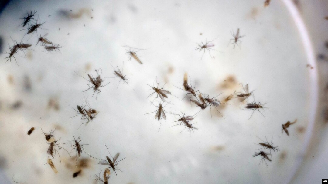 Ire-iren sauron dake haddasa cutar zika mai gurbata kwakwalwar jariri ta hana girma