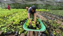 L’agriculture comme levier de l’autonomisation financière des Ivoiriennes