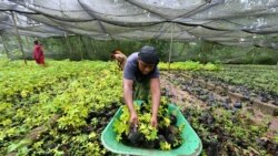 Une femme prépare des boutures pour le reboisement dans la forêt classée de Tene près d'Oumé, région du sud-ouest de la Côte d'Ivoire, le 19 mai 2021.