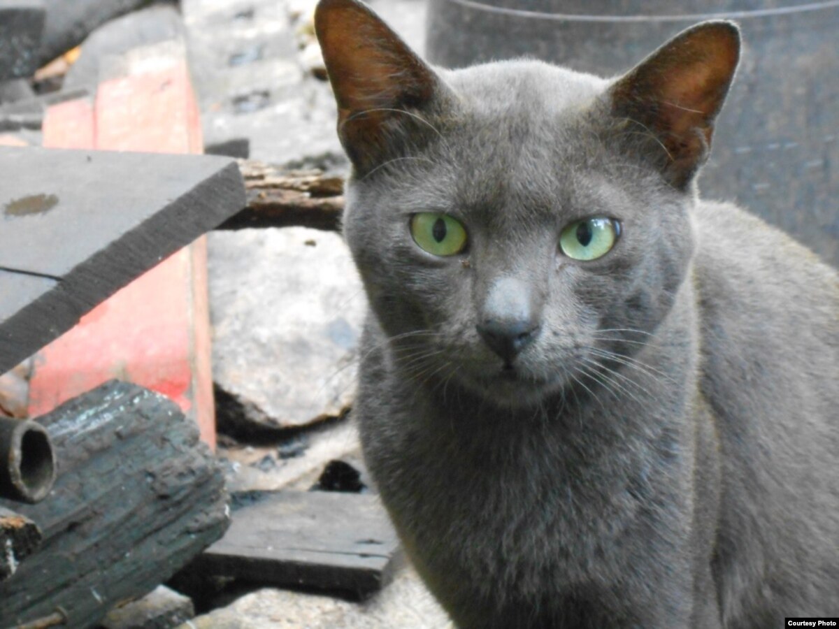 This Story Is The Cats Meow -