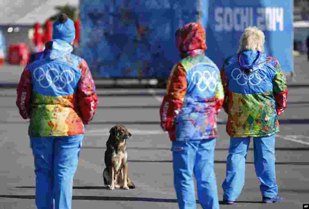 A stray dog sits near Olympic volunteers in Olympic Park ahead of the 2014 Winter Olympics, Feb. 6, 2014.