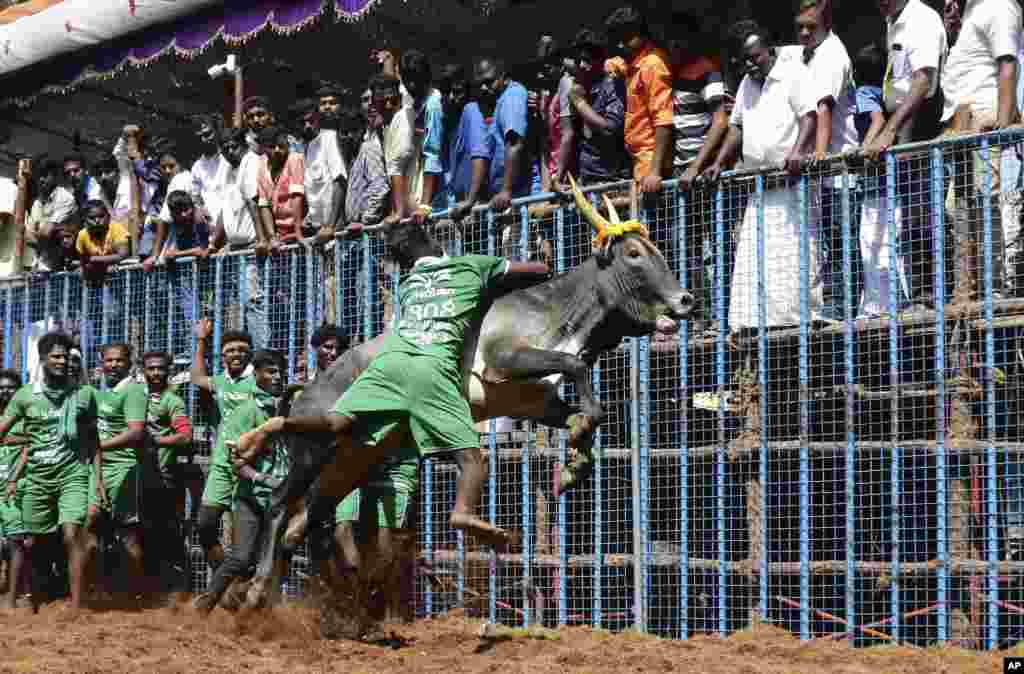 مسابقه گاوبازی در مادورای در ایالت تامیل نادو در کشور هند.