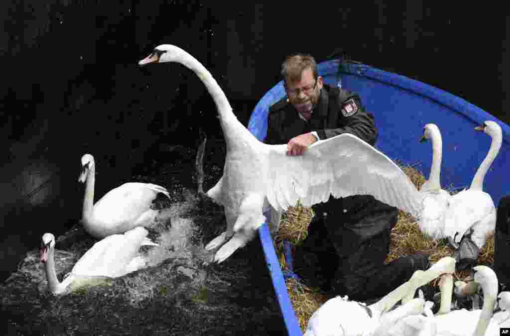 Olaf Niess catches a swan as he transports several of them to their winter enclosure on Alster River in Hamburg, Germany.