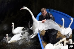Olaf Niess catches a swan as he transports swans to their winter enclosure on Alster river in Hamburg, Germany, Tuesday, Nov. 7, 2017.