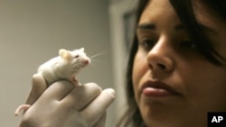 Researcher Natassia Vieira holds a lab rat that is used for stem cells research at the Sao Paulo University Human Genome Research Center in Sao Paulo, Monday, March 3, 2008. (AP Photo/Andre Penner)