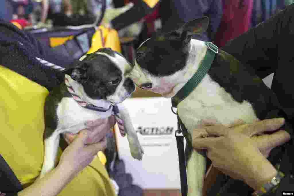 Boston terriers Gaga (L) and Spitzer sniff one another during the 137th Westminster Kennel Club Dog Show in New York, February 11, 2013. 