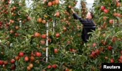 Farmer Martin Hagen inspects his Gala apple trees ahead of the harvest in two weeks time, in Kressbronn near Lindau at lake Bodensee, southern Germany, Aug. 20, 2014.