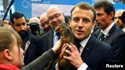 French President Emmanuel Macron holds a young goat as he visits the 55th International Agriculture Fair in Paris, Feb. 24, 2018. 