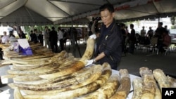 A Thai customs official displays seized elephant tusks smuggled into Thailand from Kenya during a press conference at the customs headquarters in Bangkok, April 1, 2011