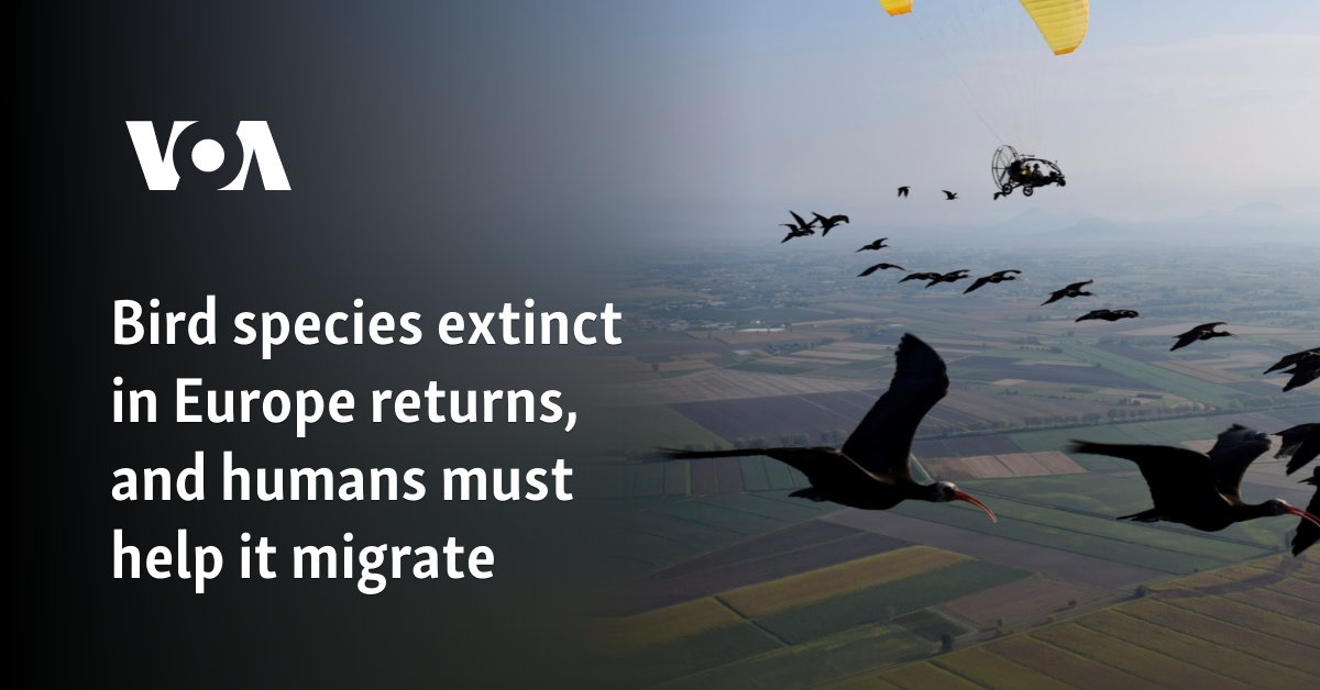 Bird species extinct in Europe returns, and humans must help it migrate