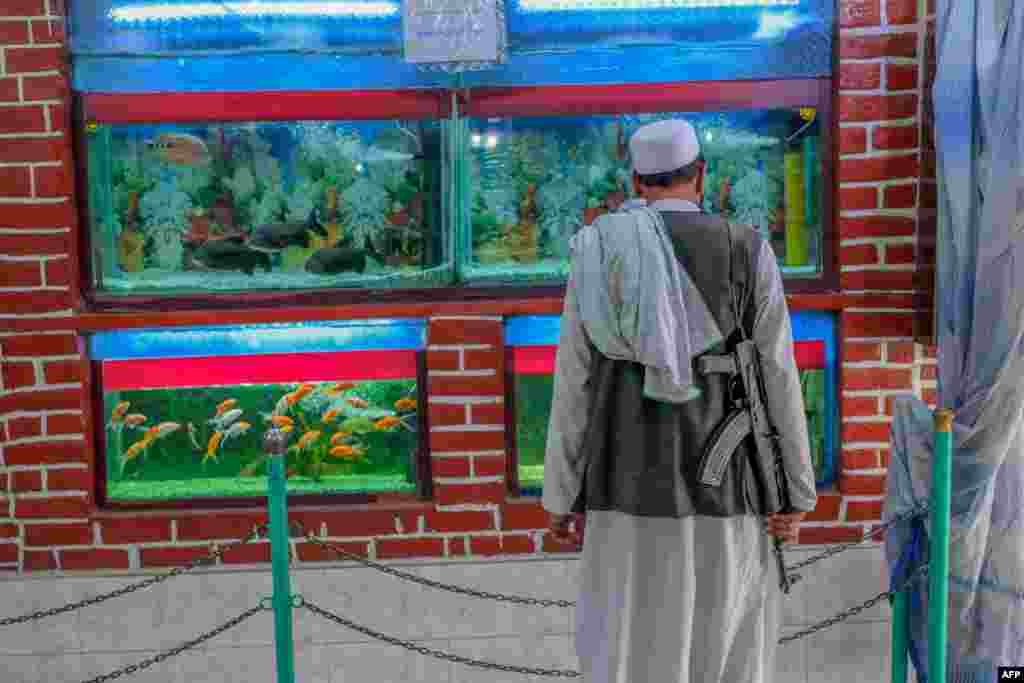 A Taliban fighter looks at an aquarium at the Kabul Zoo in Afghanistan.