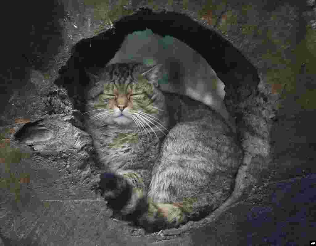 A European wildcat hides and sleeps in a hole at the zoo in Duisburg, Germany. Germany currently faces snowfall and temperatures around the freezing point.