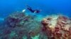 Study: More Marine Heat Waves Threaten Fish, Corals
