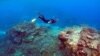 Seorang pria menyelam di kawasan yang disebut ‘Kebun Terumbu Karang’ dekat Pulau Lady Elliot, di Great Barrier Reef, timur laut kota Bundaberg, di Queensland, Australia, 11 Juni 2015 (foto: Reuters/David Gray/Foto Arsip)