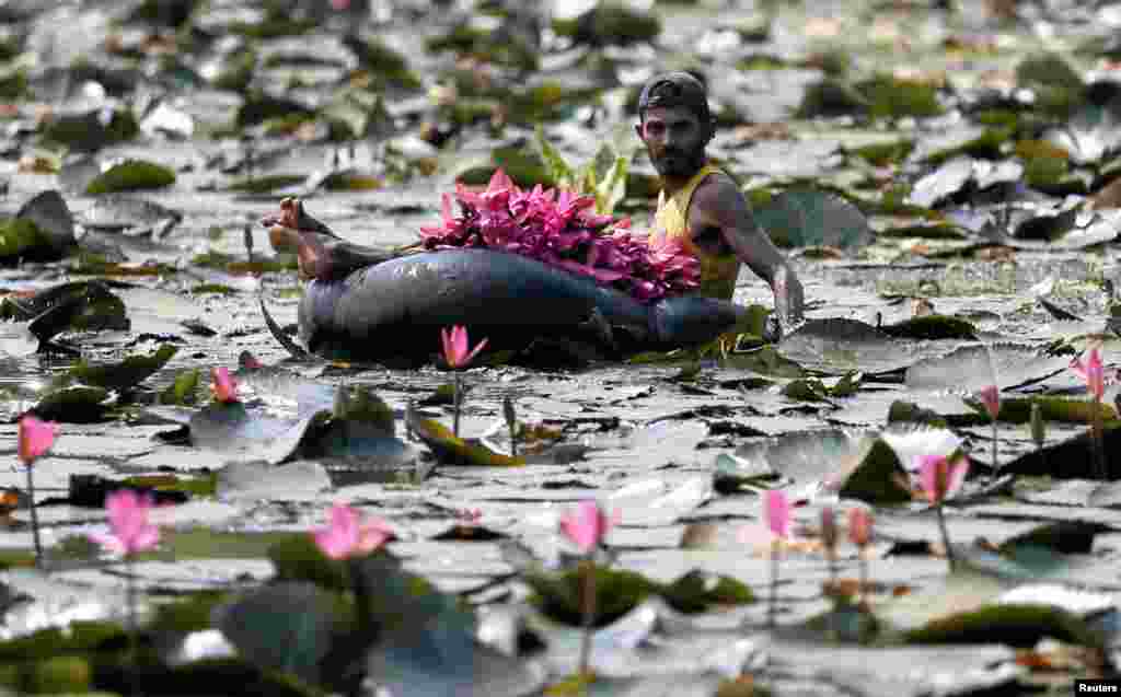 &nbsp;مردی در حال جمع کردن گل های نیلوفر آبی شناور بر روی یک رودخانه در سریلانکا است. او از فروش این گل&zwnj;ها امرار معاش می کند. &nbsp;