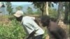 Petani Haiti Curigai Bantuan Bibit dari Monsanto