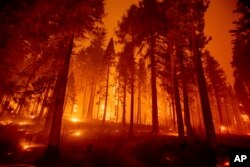Kebakaran di sebelah timur Sly Park, California, Selasa, 17 Agustus 2021. (Foto: AP//Ethan Swope)
