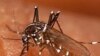 WHO: 3,3 Miliar Warga Dunia Masih Beresiko Terjangkit Malaria