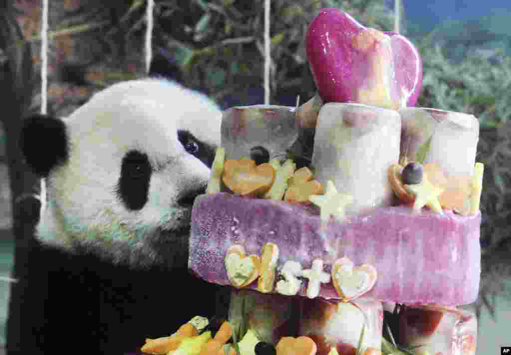 Taiwan&#39;s panda cub Yuan Zai enjoys her birthday cake, in celebration of her first birthday at the Taipei Zoo in Taipei.