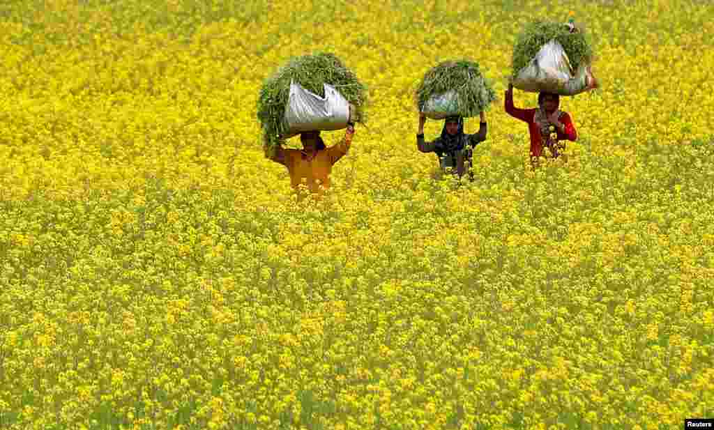 Women carry fodder for their cattle through a mustard field on the outskirts of Srinagar, India.