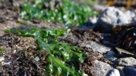 In this April 9, 2016 photo, young sea lettuce grows on a rock in Mountain Point, Alaska. (Taylor Balkom/Ketchikan Daily News via AP)