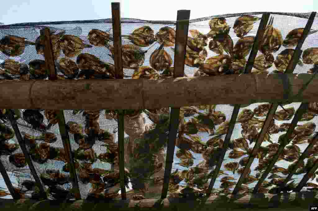 Fisherman Estelito Marijuan, 58, arranges dried fish at Manila Bay, the Philippines. World Fisheries Day, held every November 21, was created to draw attention to overfishing, habitat destruction and other serious threats to the sustainability of marine and freshwater resources.