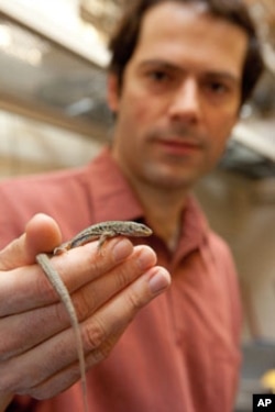 University of Michigan vertebrate ecologist Johannes Foufopoulos with an Aegean wall lizard.