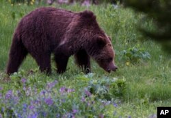 와이오밍주 옐로스톤 국립공원의 그리즐리 불곰.
