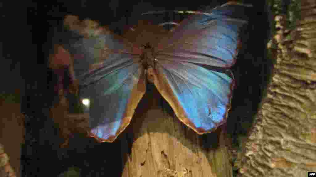 Amerikan Doğa Tarihi Müzesi: Kelebekler