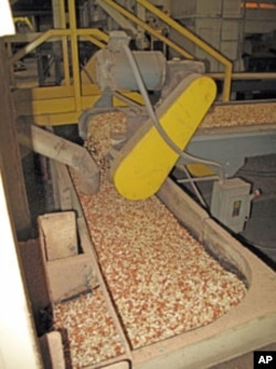 After boll weevils destroyed the cotton crop, Enterprise soon produced more peanuts than any other region in US.