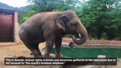 Freedom for 'Loneliest Elephant'