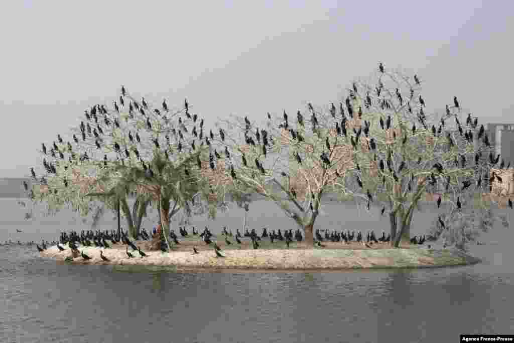 Migratory birds flock to trees at a lake in front of one of the palaces of Iraq&#39;s late, deposed president, Saddam Hussein, near Baghdad airport.