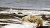 คาดอีก 80 ปี “หมีขั้วโลก” เสี่ยงสูญพันธ์ - จับตา “ชั้นดินเยือกแข็งละลาย” ภัยคุกคามใหม่โลก
