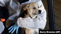 A worker with the American Society for the Prevention of Cruelty to Animals holds a rescued dog, one of hundreds being treated in a warehouse about an hour southwest of Raleigh, N.C. (AP Photo/Gerry Broome)