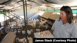 The farmer on early morning egg-collecting duty