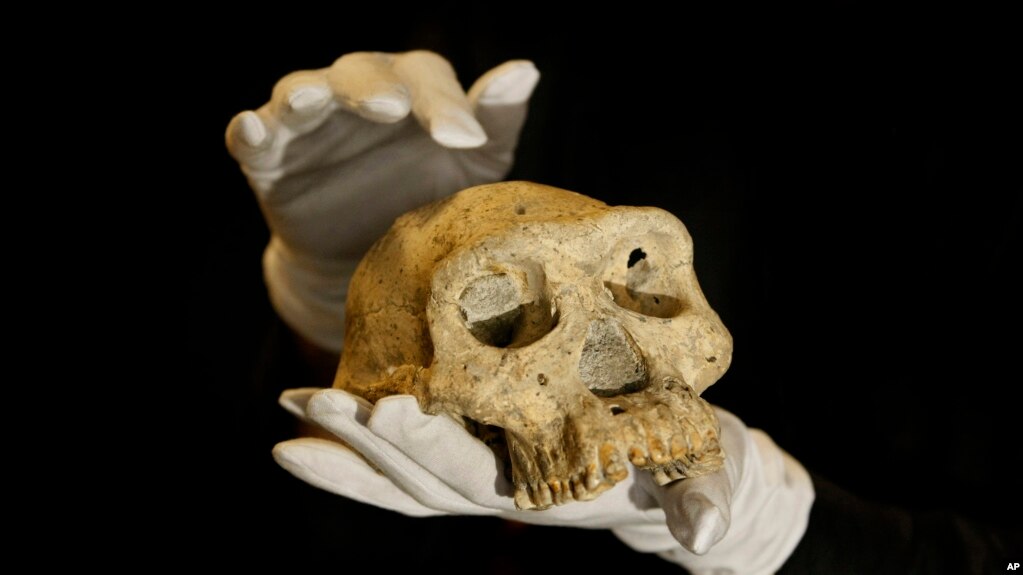 Early Human
