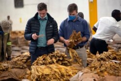 Tobacco auctioneers inspect the tobacco crop before an auction in Harare, Thursday, April 8, 2021.