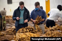 Tobacco auctioneers inspect the tobacco crop before an auction in Harare, Thursday, April 8, 2021.