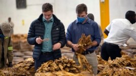 Tobacco auctioneers inspect the tobacco crop before an auction in Harare, Thursday, April 8, 2021.