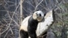 来自中国的熊猫妈妈在美国首都产下双胞胎