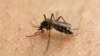 Au Ghana, les moustiques résistent aux insecticides, et compliquent la lutte contre le paludisme