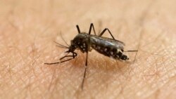 Moçambique apresenta vacina certificada contra a malária